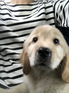 いぬきたくじ